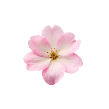 Sakura Flower